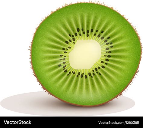 Fresh kiwi fruit slice Royalty Free Vector Image