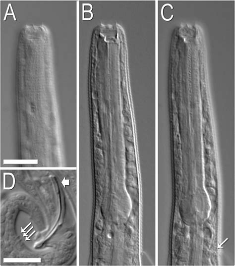 DIC micrographs of Leptojacobus dorci n. gen., n. sp. Scale bars are 10... | Download Scientific ...