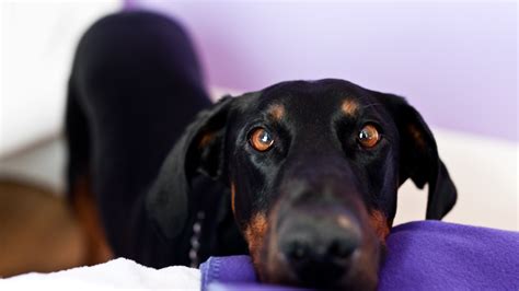 Teaching Your Dog To Stand Still For Grooming