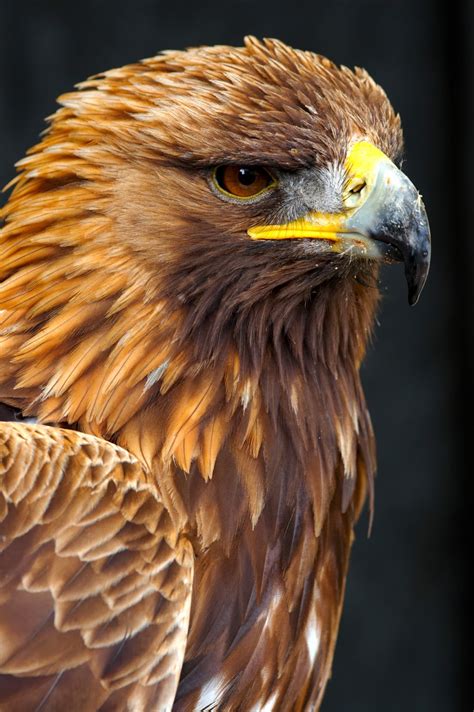 Golden Eagle Bird Photos With Pictures