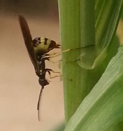 Wheat Stem Sawfly