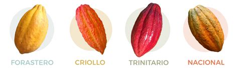 Varieties of Cocoa Beans | Learn Chocolate – Bar & Cocoa