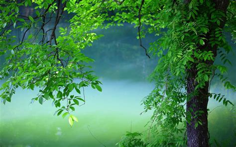 Desktop Wallpaper 4k Green Nature Arboles Hijau Arbol Daun - Wallpaper 4K