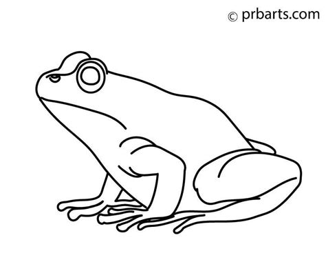 Discover 139+ frog drawing step by step - vietkidsiq.edu.vn