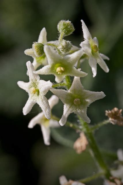 Wild cucumber flower - Marah macrocarpus | Flickr - Photo Sharing!