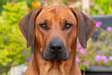 Rhodesian Ridgeback Photos | atelier-yuwa.ciao.jp