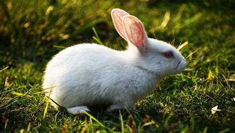 Florida White Rabbit Breeders, Information, Cost, Facts