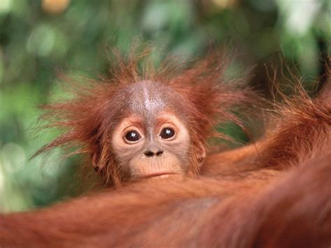 Cute Baby Orangutan