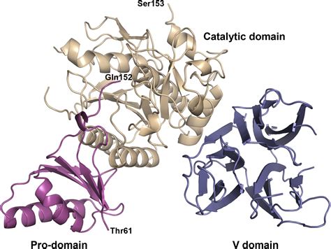 The Crystal Structure of PCSK9: A Regulator of Plasma LDL-Cholesterol: Structure