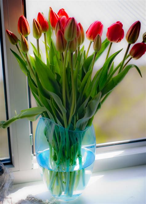 Gambar : menanam, bunga tulp, Flora, 2015, tulip, Budidaya Bunga ...