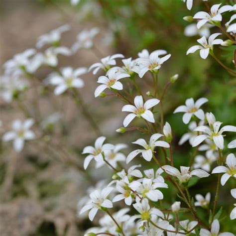 Saxifragaceae (saxifrage family) Archives - Cambridge Botanic Garden