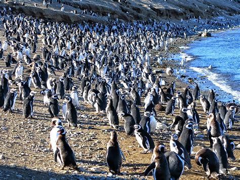 5-five-5: Los Pingüinos Natural Monument (Punta Arenas - Chile)