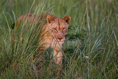 Lion Eating a Prey in Nambiti Stock Image - Image of nambiti, nature ...