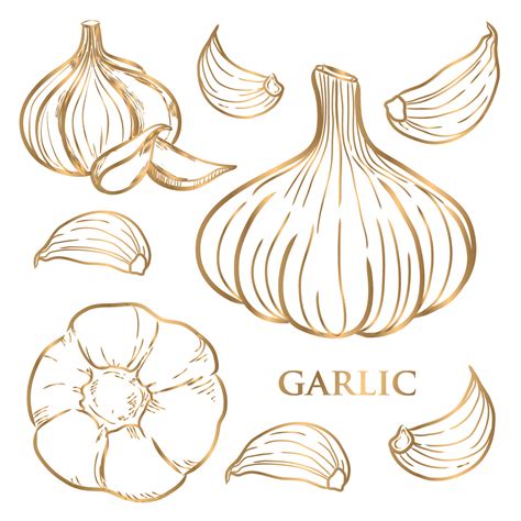 Vector hand drawn gold set of garlic. Herbs and spices sketch illustration 7001952 Vector Art at ...