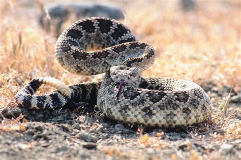 Snakes & Spiders in Santa Fe, New Mexico | Sciencing