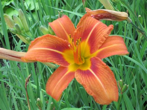 Orange Daylilies go Wild | Day lilies, Gardening blog, Daylilies