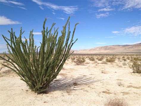 ocotillo Express Wind Facility