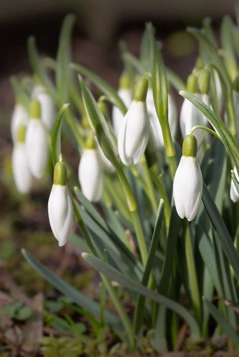 White Winter Flowering Plants Uk - Garden Plant