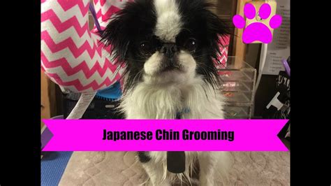 Japanese Chin Grooming - YouTube