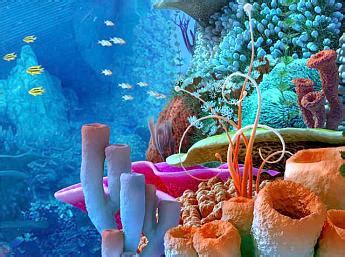 Coral Reef 3D Screensaver - Download Animated 3D Screensaver