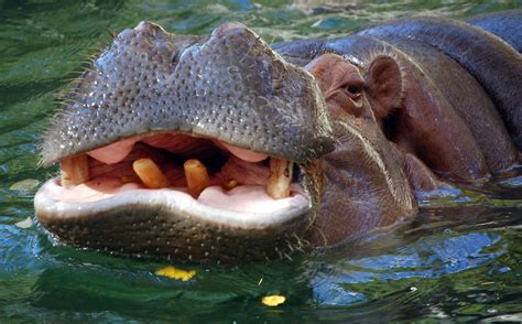 File:Hippo closeup.jpg - Wikimedia Commons