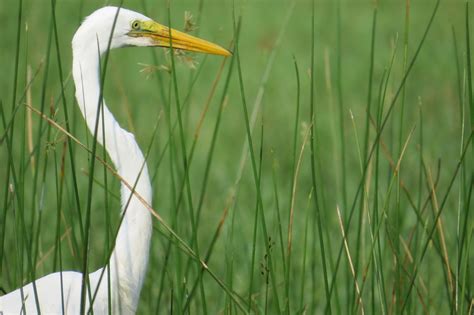 ¡Celebremos el Día Mundial de las Aves Migratorias! | Comisión Nacional de Áreas Naturales ...