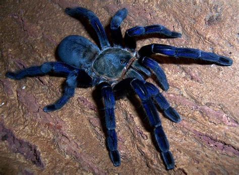 Cobalt Blue | My Tarantula Addiction | Pinterest