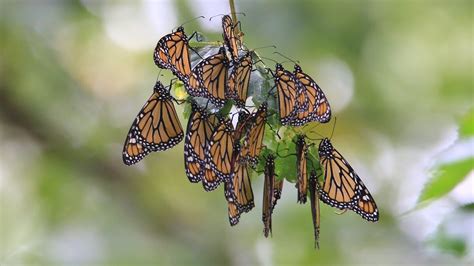 4 monarch butterflies' predators copy their poison resistance