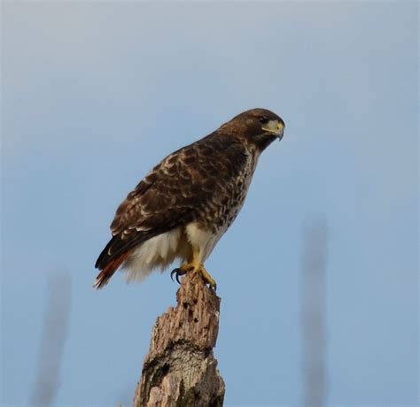 Red Tailed Hawk NW GA - L. Marvel Red Tailed Hawk, Hawks, Bald Eagle, Birds, Marvel, Animals ...