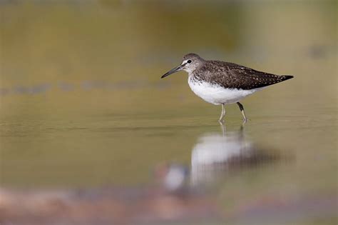 Green Sandpiper | Bird Identification Guide | Bird Spot