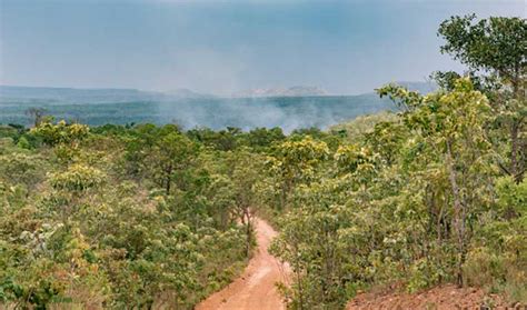 ‘What’s at stake is the life of every being’: Saving the Brazilian Cerrado