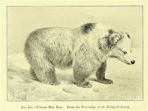 Tibetan Blue Bear t1 Photograph by Historic illustrations