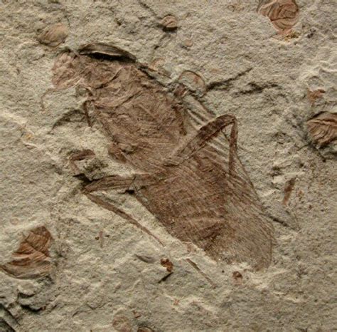 Cockroach Fossil Insect