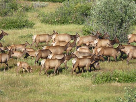 Yellowstone Wildlife Viewing & Photography - The Good, The Bad and the RV