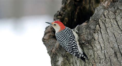 Red-bellied Woodpecker | Audubon Field Guide