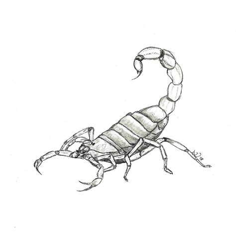 Scorpion Pencil Drawing at PaintingValley.com | Explore collection of ...