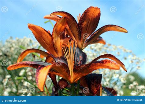 Flowering Lilies with Black-orange Flowers in Summer Garde Stock Image ...