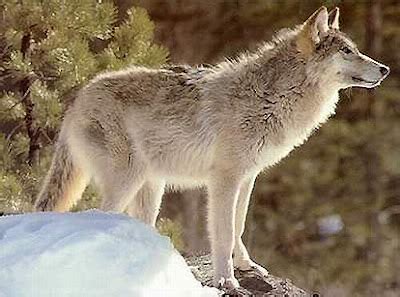 Great Plains Wolf | The Life of Animals