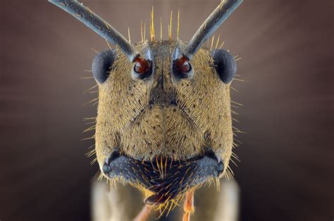 Face your fears: extreme creepy-crawly close-ups – in pictures | Insect photos, Insects, Insect eyes