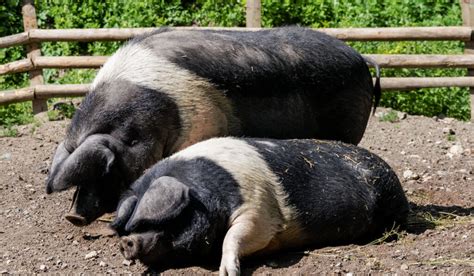 5 Best Types of Pigs for Meat - Farmhouse Guide