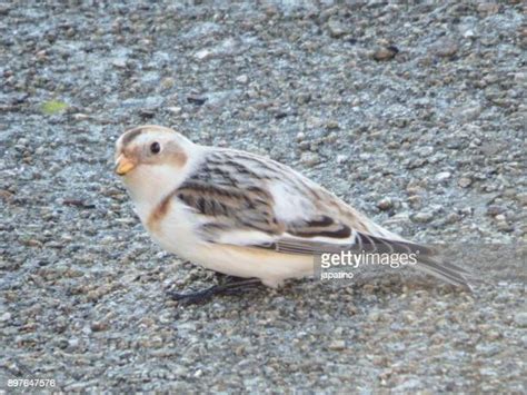 12 Snow Bunting Nest Stock Photos, High-Res Pictures, and Images ...