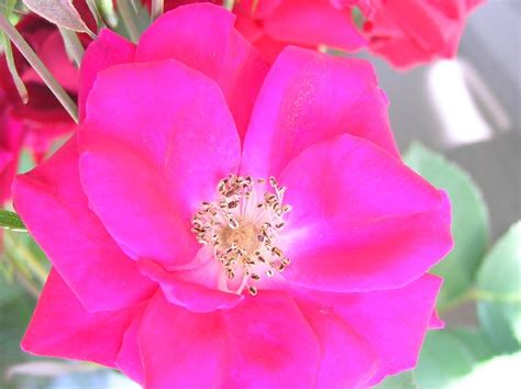 Fleur de rosier Explorateur "Champlain" / "Champlain" Expl… | Flickr