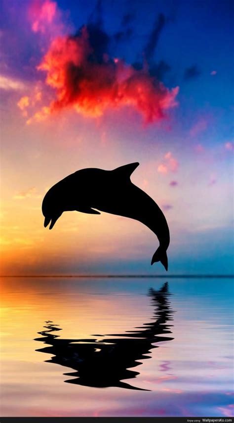 wallpaper for iphone x Dolphin Wallpaper For Iphone 4k HD | Ocean creatures, Ocean animals ...