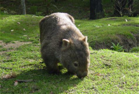 Weird Wombat Facts | Bare-nosed Wombats | Wombats Poop Cubes