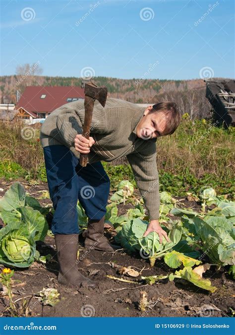 Cabbage harvesting stock image. Image of wheel, stack - 15106929