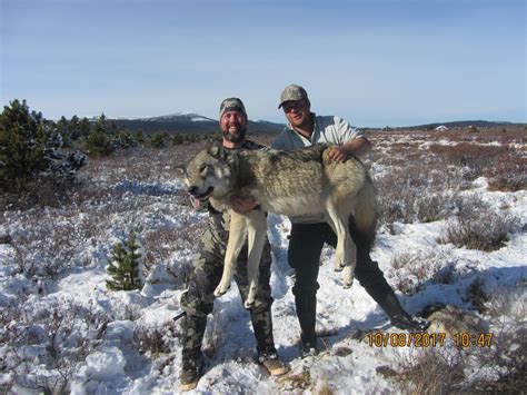 British Columbia Guided Wolf Hunts | DB Outfitting