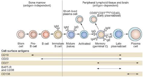 Multiple Sclerosis Research: Are we Overdosing Ocrelizumab