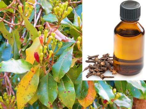 Clove Oil Extraction Methods, Process Guide | Agri Farming