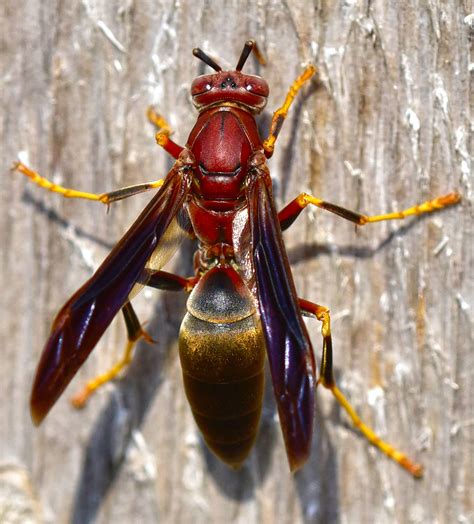 Wasp Pictures (Images by Dick Locke)