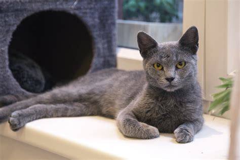 7 Gray Cat Breeds Who Are Happy to Brighten Your Day